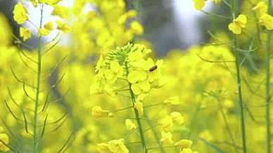 4K实拍春日油菜花上采蜜的蜜蜂空镜头视频的预览图